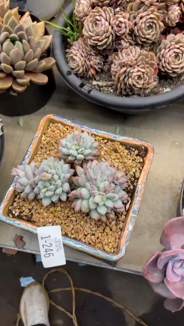 【闪购商品】1-246二代虞美人