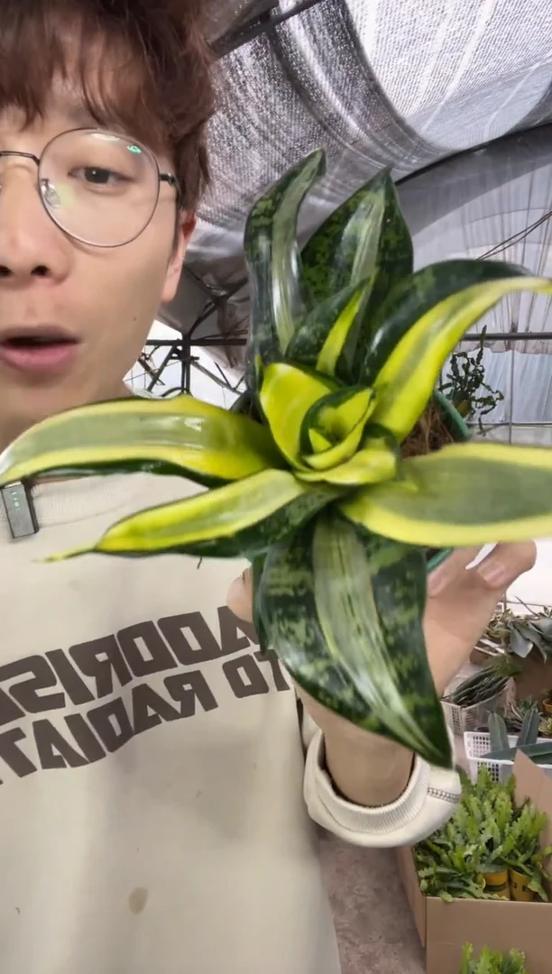 【闪购商品】8cm金玫瑰带盆土12.88