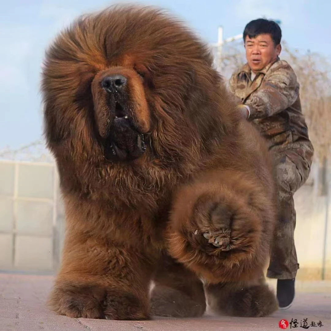 青岛旺旺藏獒犬业