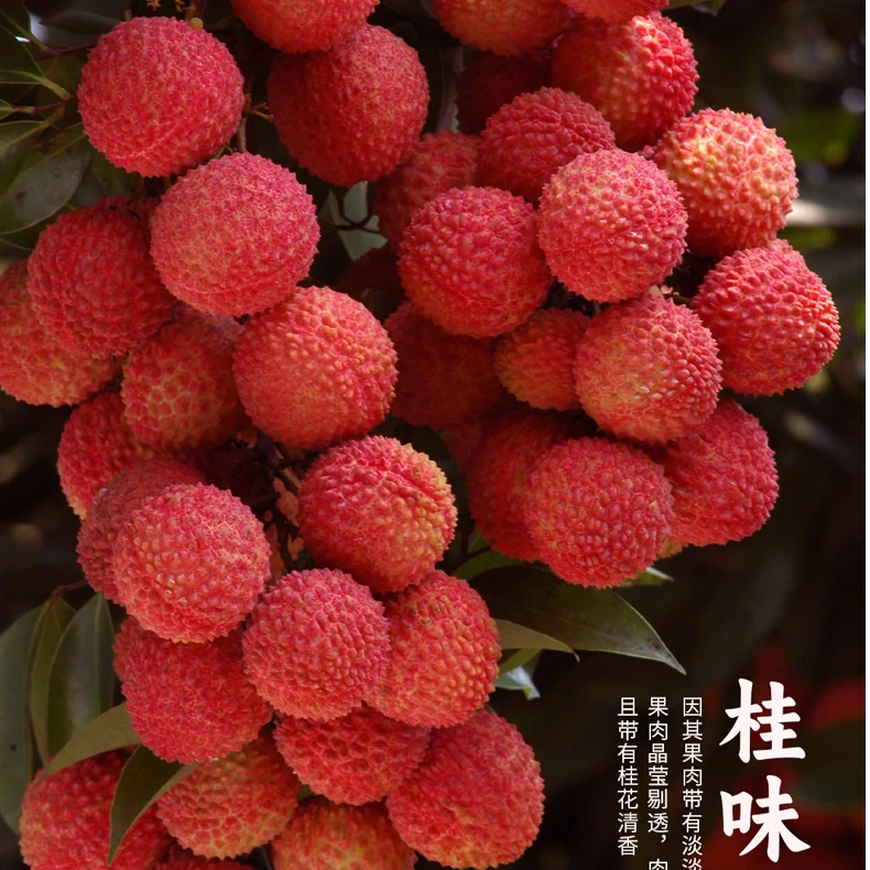 【五斤】广东惠州市镇隆桂味荔枝核小肉厚京东冷链空运低