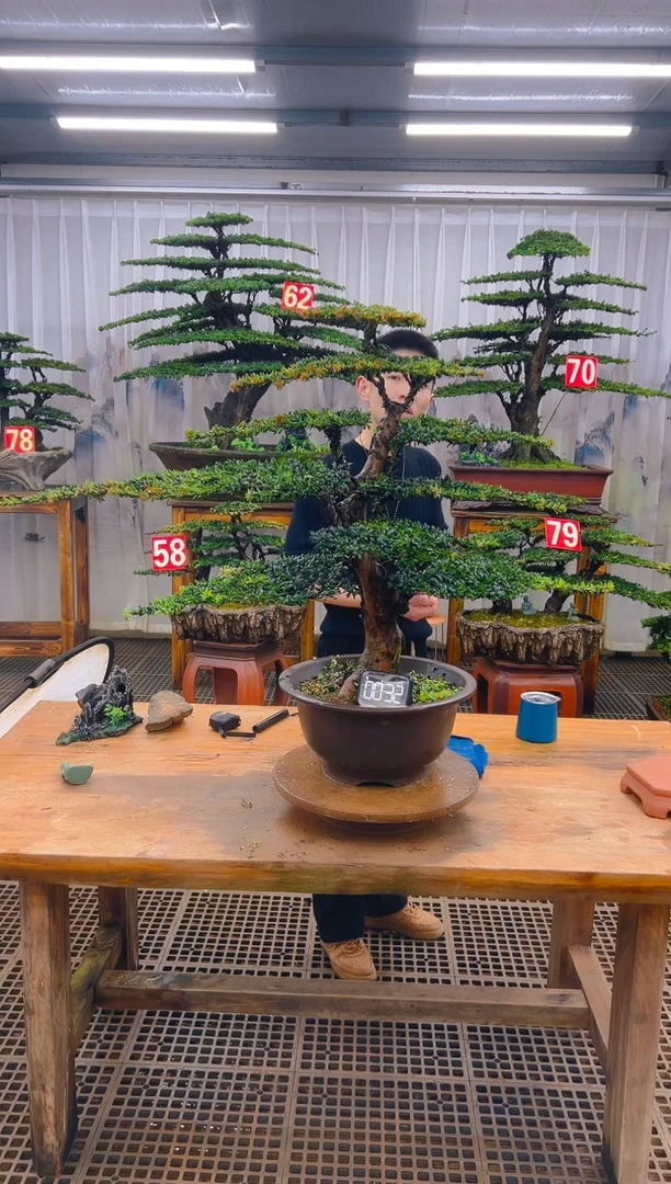 无花朵精品盆景直播间一物一拍