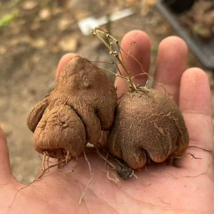 象足龟甲龙球根爬藤绿植阳台庭院多肉盆栽