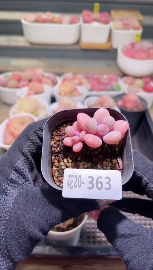 【闪购商品】20-363桃蛋