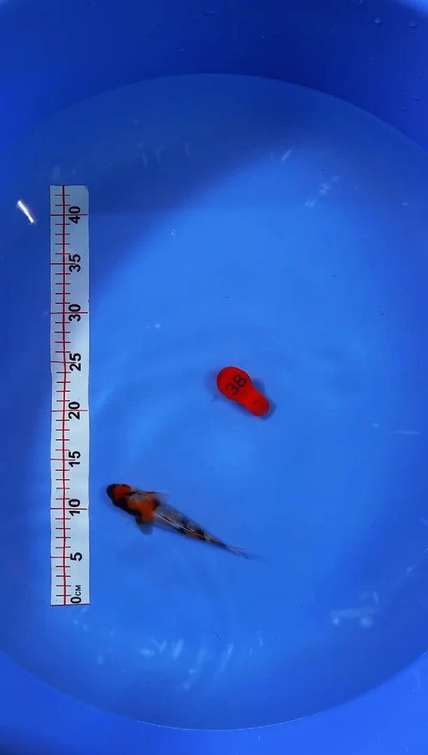 锦鲤活体二号链接/暂收5米