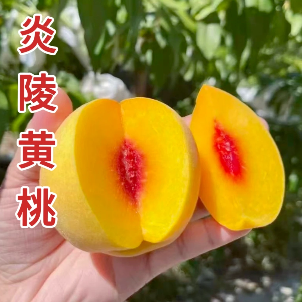 正宗炎陵黄桃苗 嫁接苗 锦绣品种 7-8月成熟 南北方种植苗