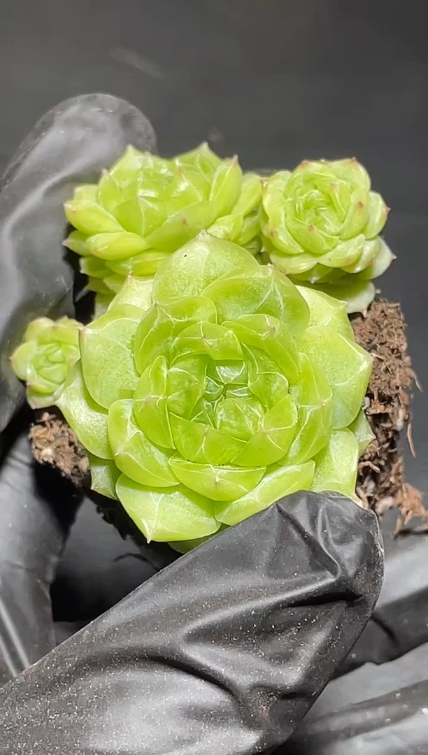 869琉璃尊群3-4厘米量拍发一颗多肉