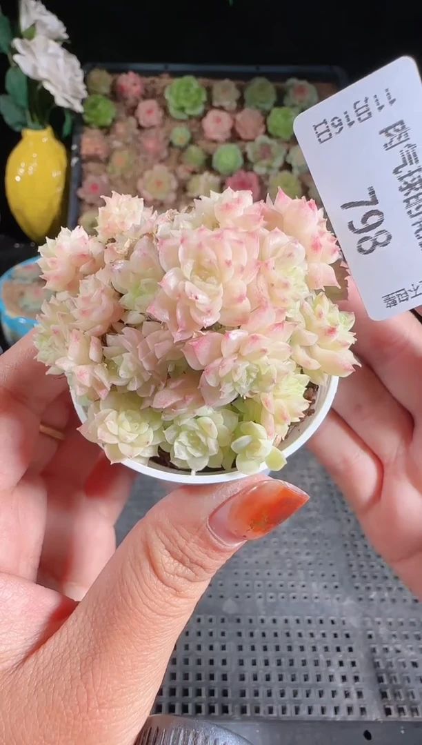 1116-798群生不包整