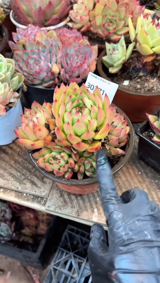 M*、多肉植物一物一拍30371