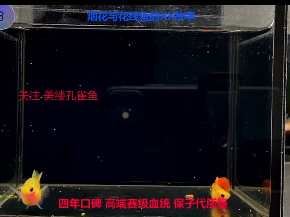 孔雀鱼落日玻璃猫超短球体验一对