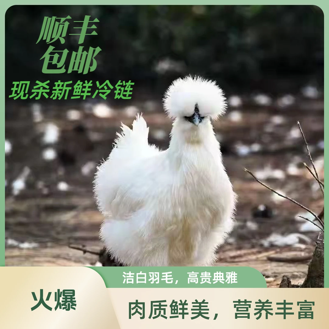 清远农家户外生态散养鲜美乌鸡煲汤清甜现杀新鲜鲜汤月子鸡乌鸡