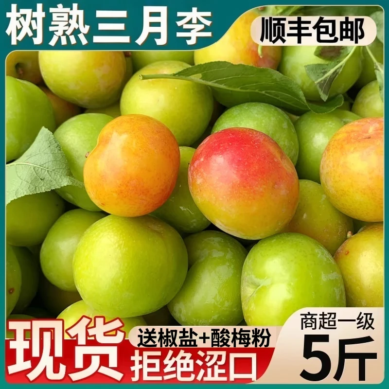 （顺丰次日达）广东三月李子青李新鲜水果酸脆孕妇水果5斤