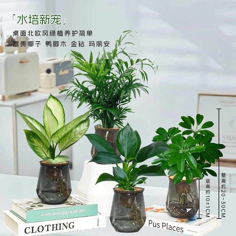 【买三送一】水培金钻富贵椰子鸭脚木玛丽安桌面室内美观绿植物盆栽