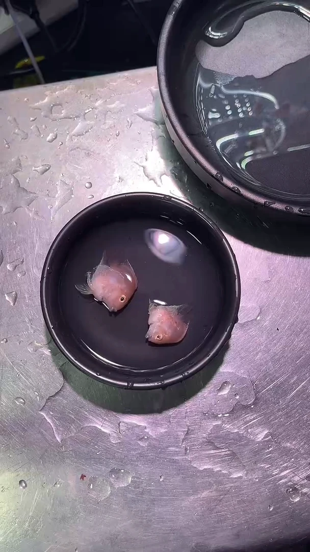 鹦鹉鱼1424242424242