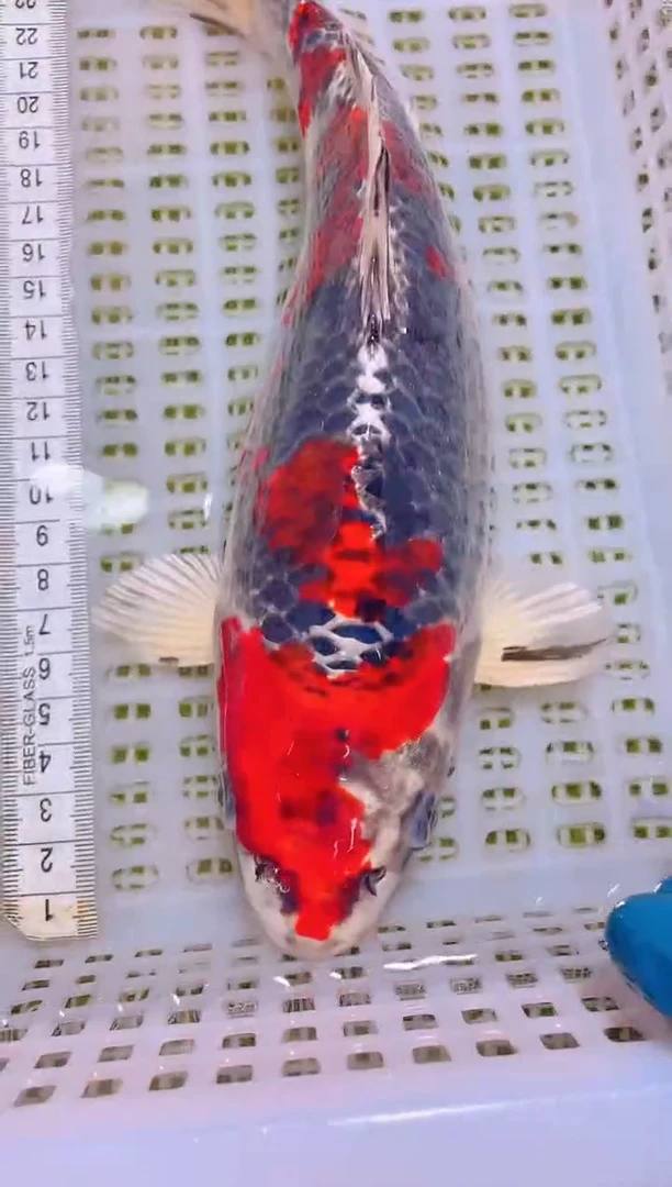 锦鲤冷水观赏鱼全场包邮3