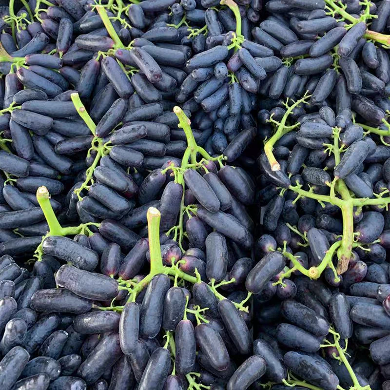 【脆甜多汁】正宗金手指（精品）鲜葡萄1份（称斤售卖）云南省