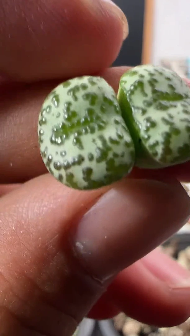 一物一拍              461