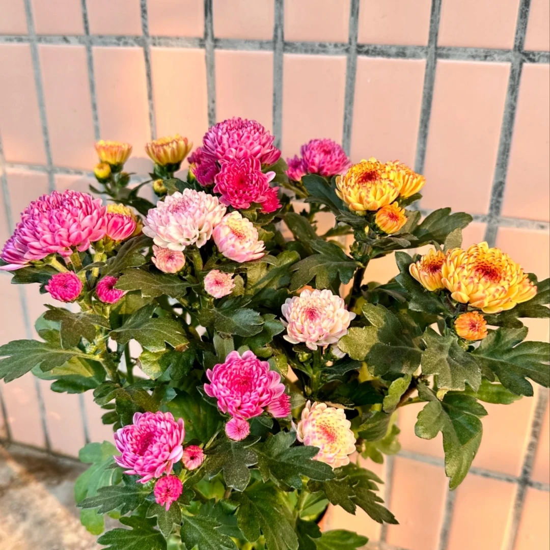 荷兰菊【混色宝莲灯】室内阳台盆栽花卉