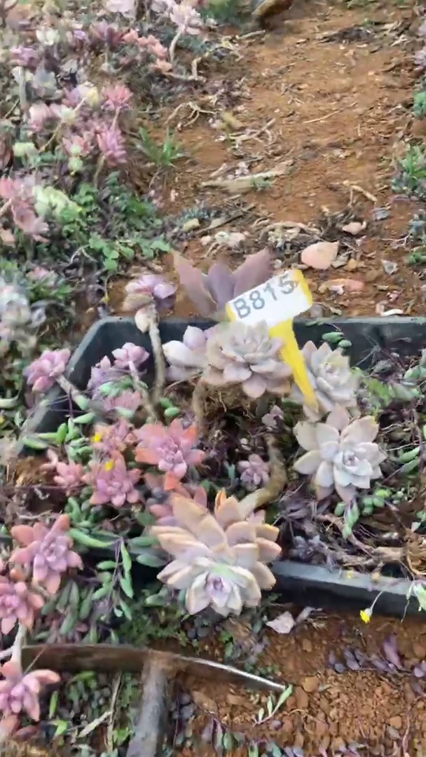 【闪购商品】B815清风花木兰多肉组合