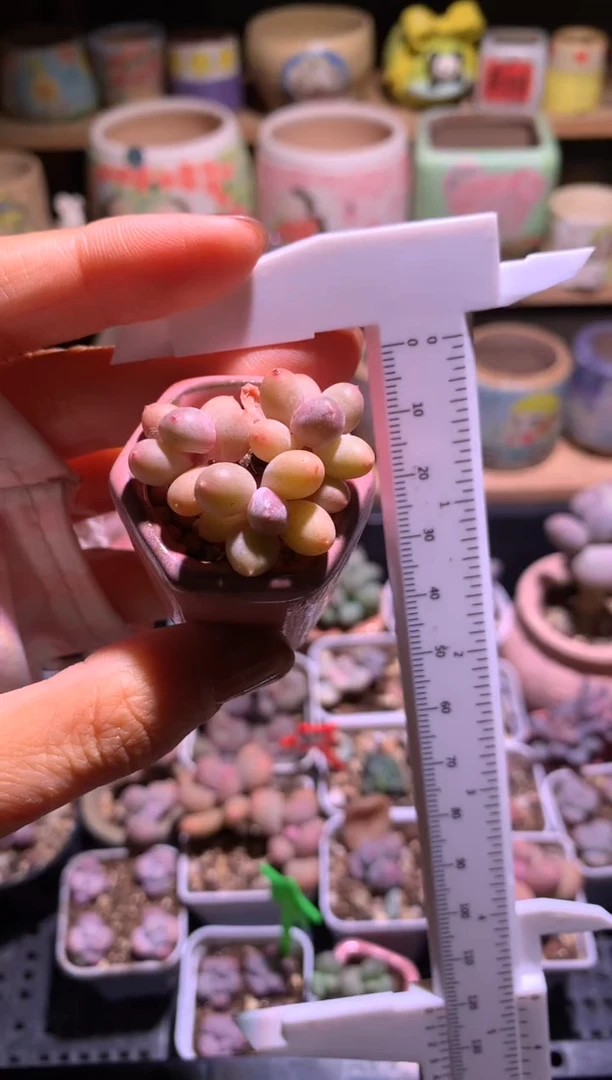 彩虹奶酪多肉带盆