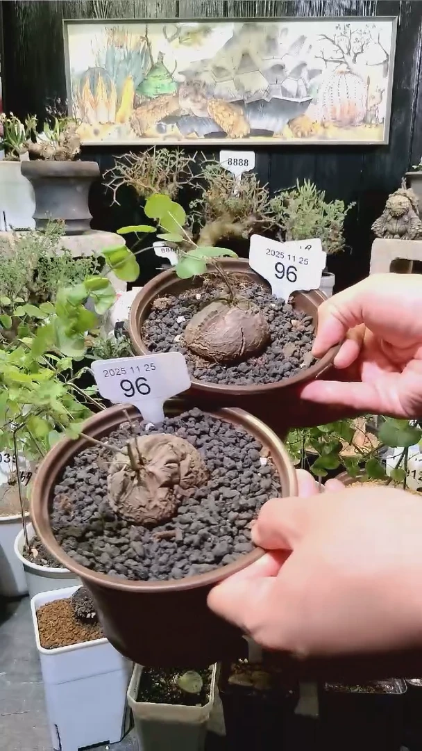 96号1124福利南非龟甲龙买一送一