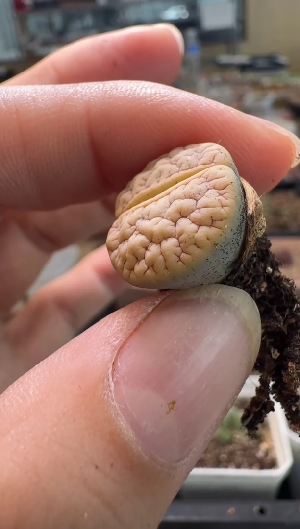 ?****儿7-575多肉植物肉锥