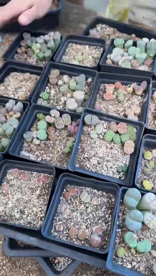 10-560多肉植物肉锥一盒