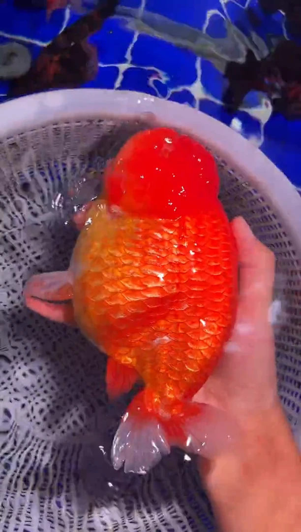 金鱼（运费自理，马印灯照射）福州追鱼兰寿金鱼