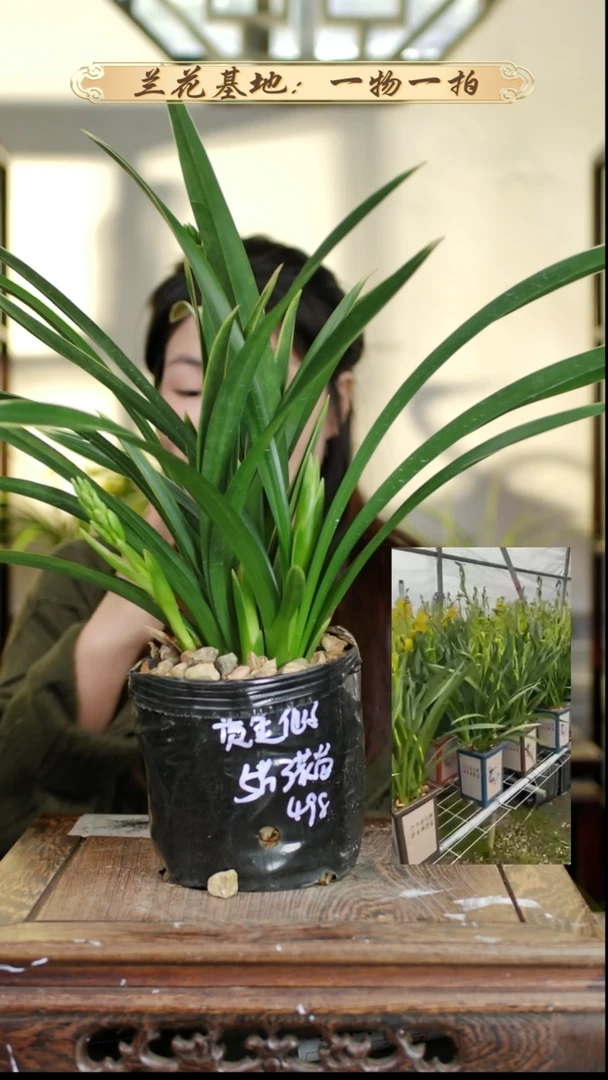 完全开放黄金仙子苗3苞