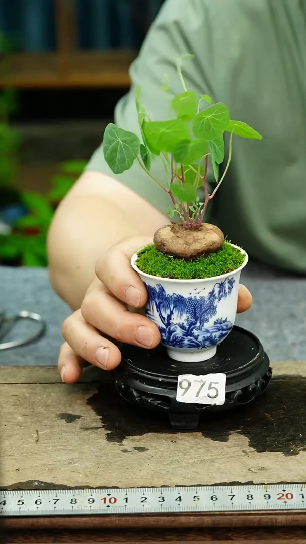 无花朵苔藓微景观975号