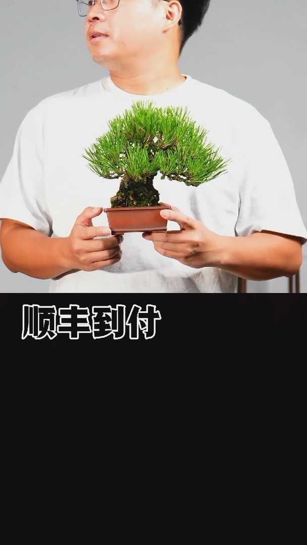 无花朵金**湾b832三河黑松bubaoyou