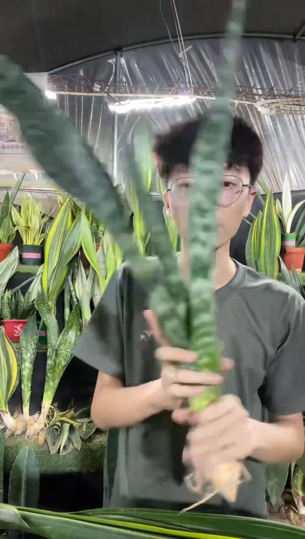 硬叶嘉宝裸根35.8