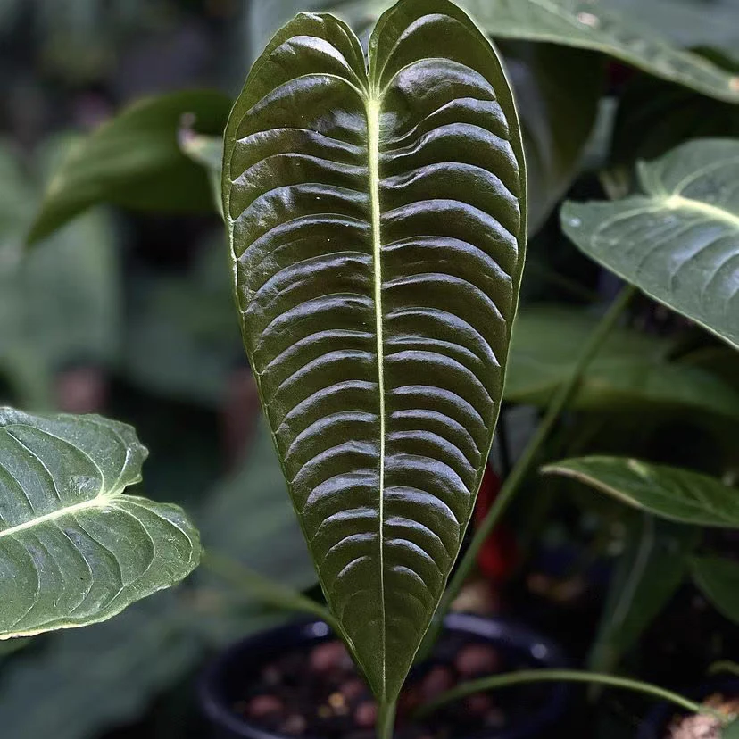 火鹤王花烛热带植物ins风家居绿植热带绿林风格净化空气吸甲醛