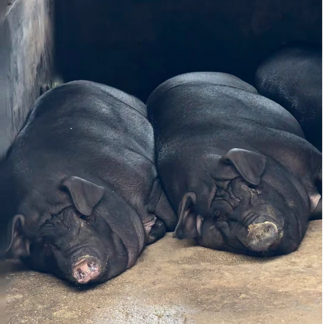 【现场称重】杨二娃 农家熟食喂养黑毛土猪顺丰包邮