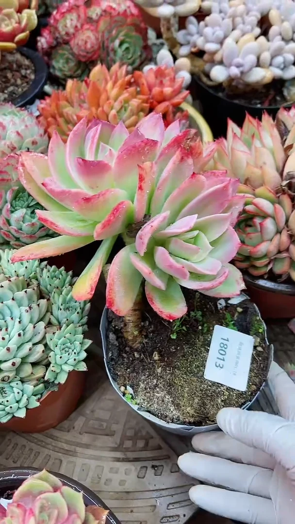 【闪购商品】18013