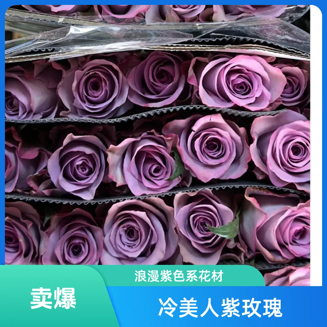 【鲜花次日达】紫霞仙子玫瑰家居养花插花新疆生活鲜花全场顺丰包邮送货上门今天拍明天到