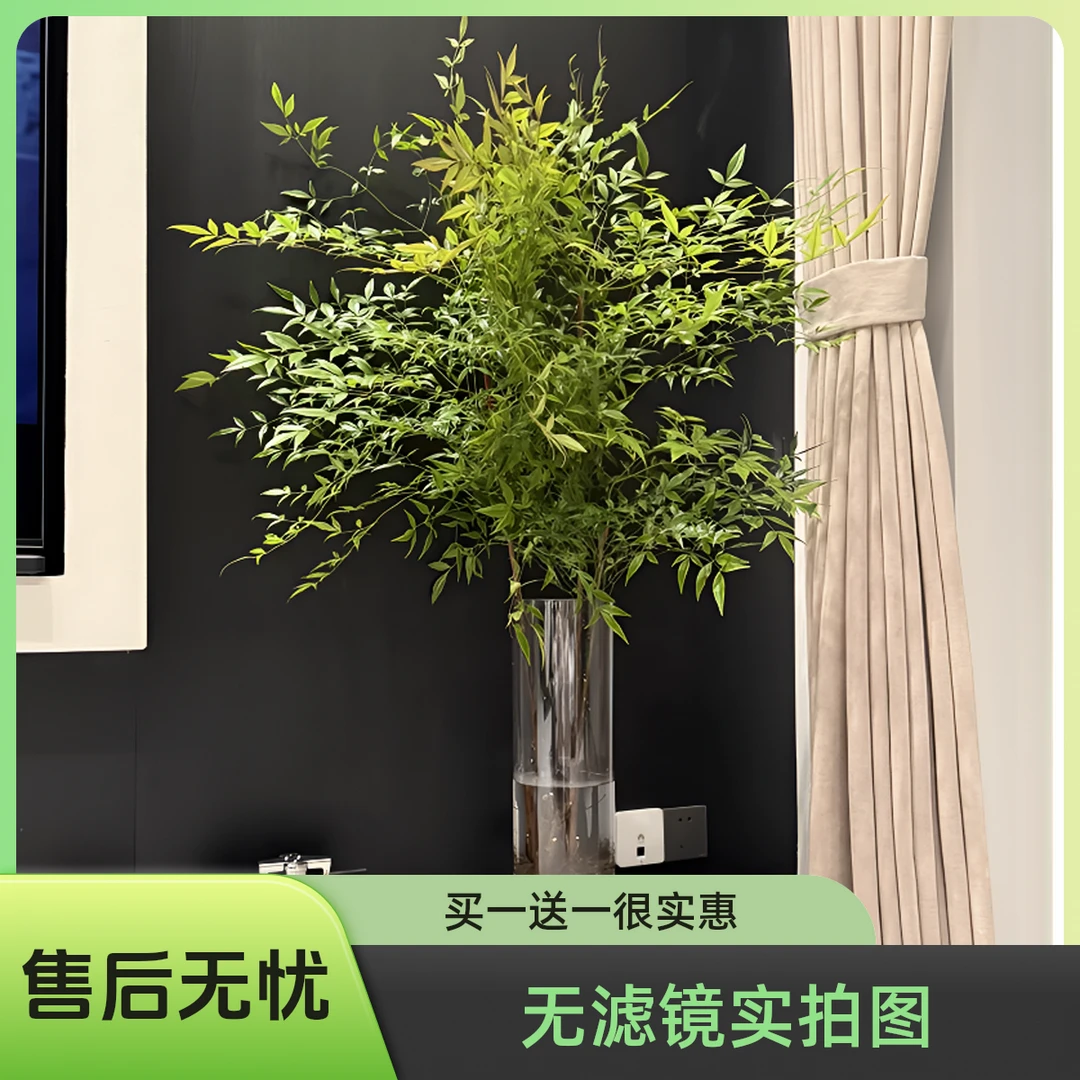 南天竹盆栽买一送一南天竹水培盆景植物正宗红火焰南天竹大盆栽