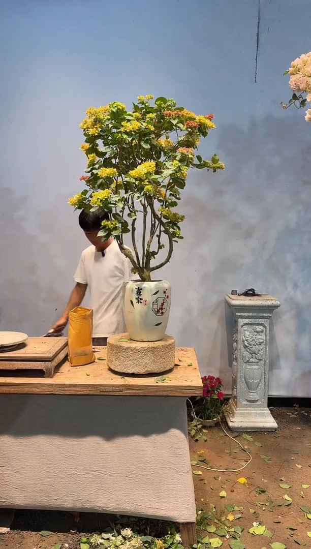 全部花朵❤****轻三角梅31