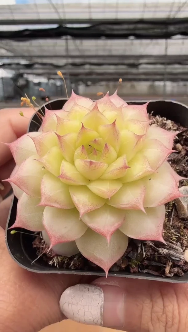 东云多肉园新款-198