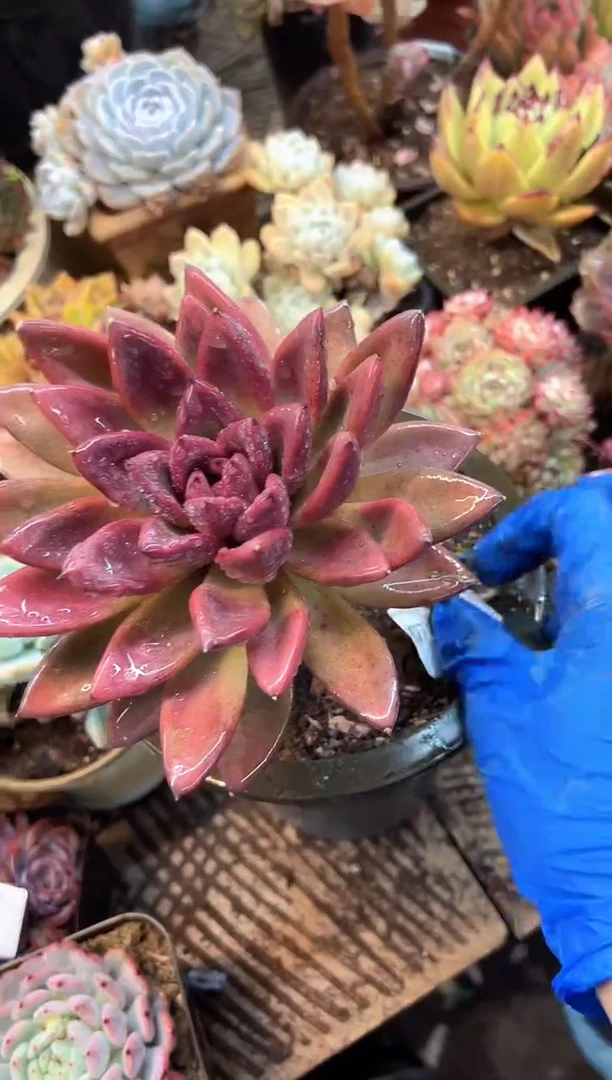 g****9多肉植物一物一拍07420