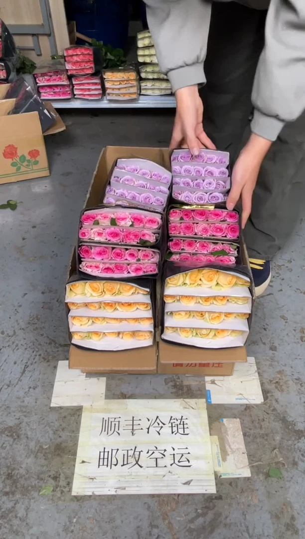 香槟20枝+洛神20枝+海洋之歌20枝
