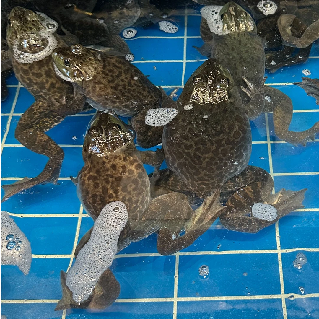 鲜活牛蛙【老笨海鲜】备注可免费收拾！