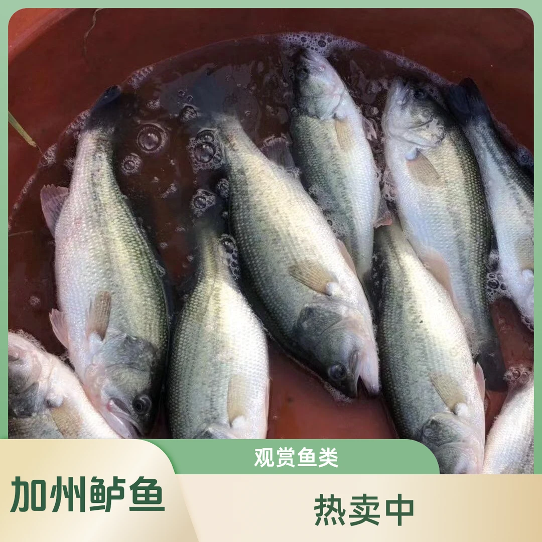 加州鲈鱼大口黑鲈淡水观赏鱼活体养殖水族鱼缸活体养殖路亚
