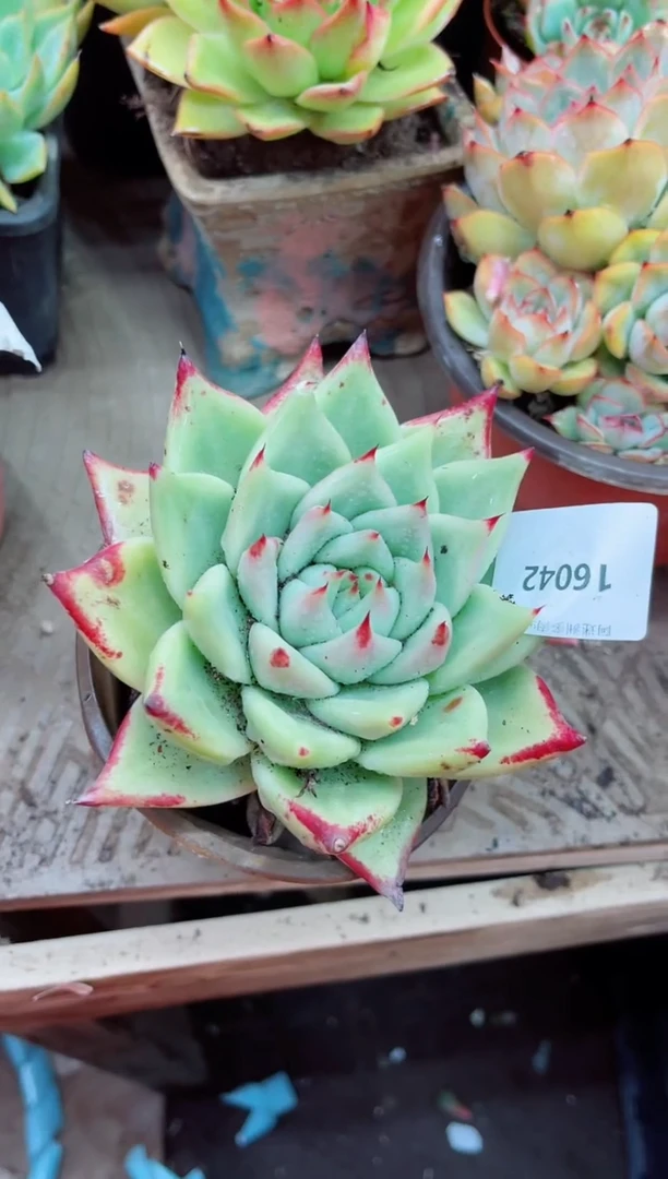 沉*16042多肉植物一物一拍