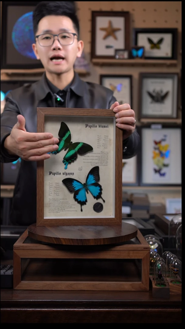 天堂凤蝶+爱神凤蝶A4复古框