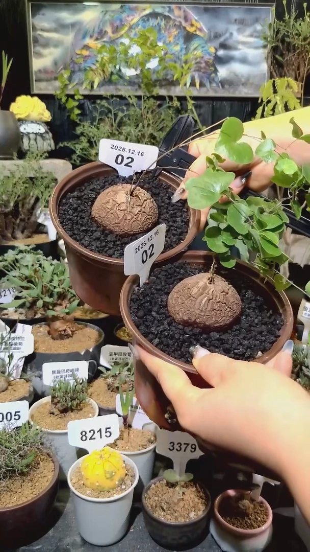 119号1216福利南非龟甲龙买一送一