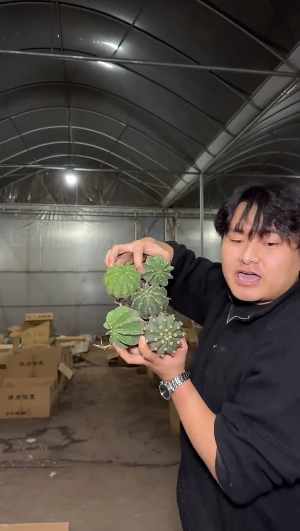 5颗 实生根 短毛丸 4-6cm