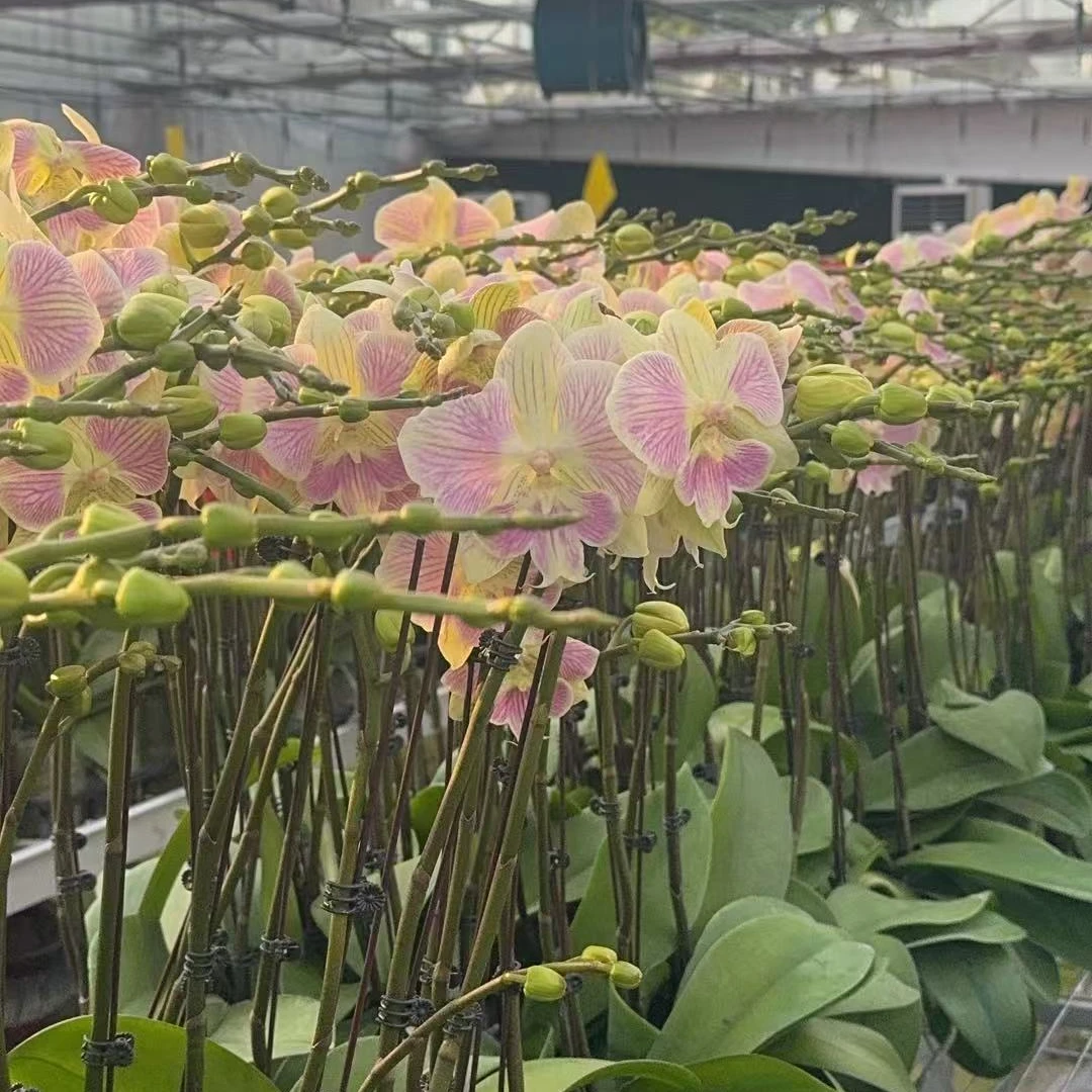 次日达【带花发货】蝴蝶兰带花剑 瀚灏美人 精品冬季开花室内客厅阳台好养