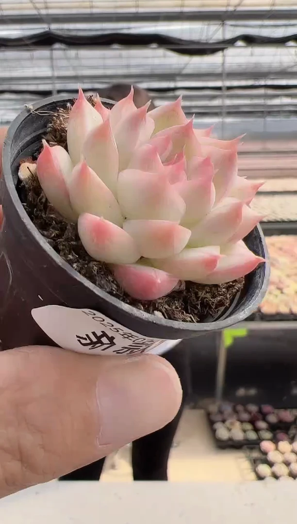 【闪购商品】新款-129