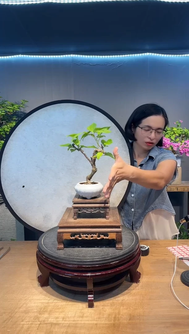 瑞*猪三角梅同安红