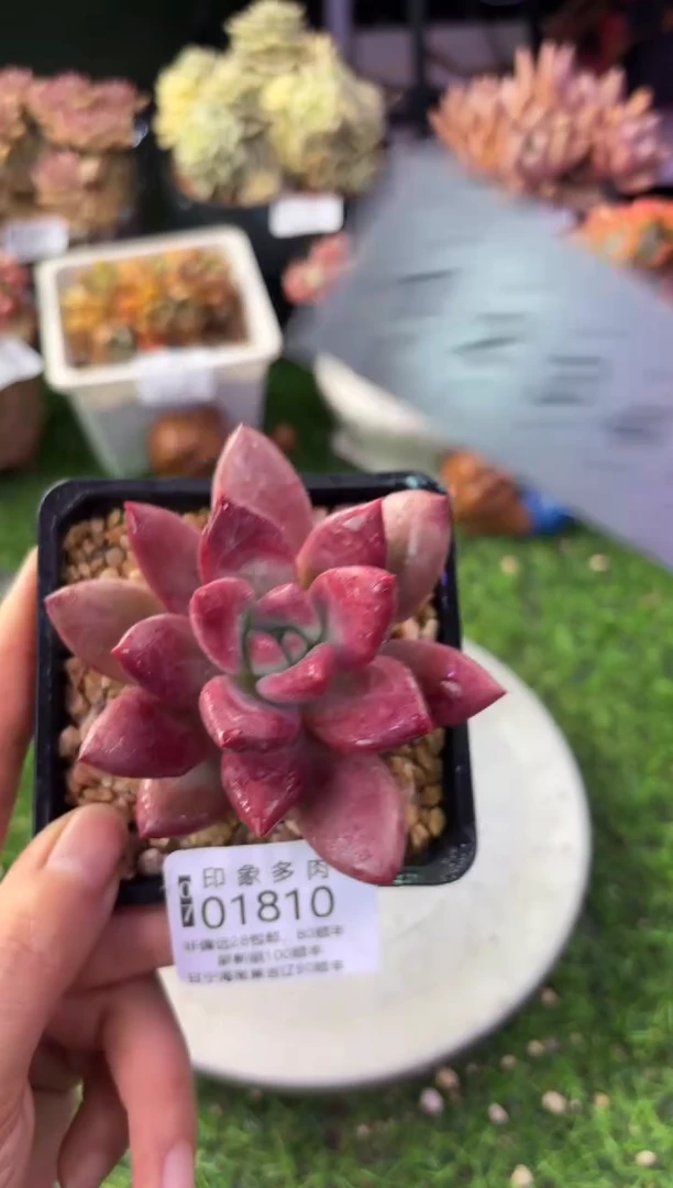 昆明印象多肉01810